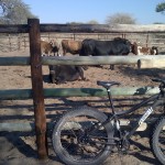 Fatbike in a Botswana cattle kraal
