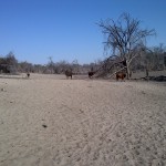 Cattle in the dry bed of the Nhabe River near Toteng, Botswana