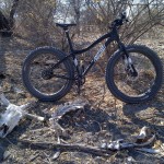 Fatbike and cattle bones in the bush near Toteng, Botswana