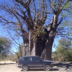Range Rover By A Tree