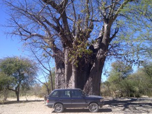 Range Rover By A Tree
