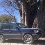 Range Rover By A Tree