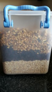 A fine sedimentary formation.